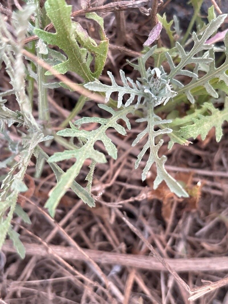 Volutaria canariensis — related species from the same genus