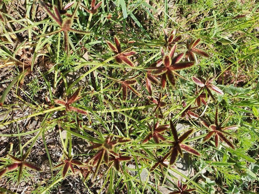 Cyperus rupestris flower