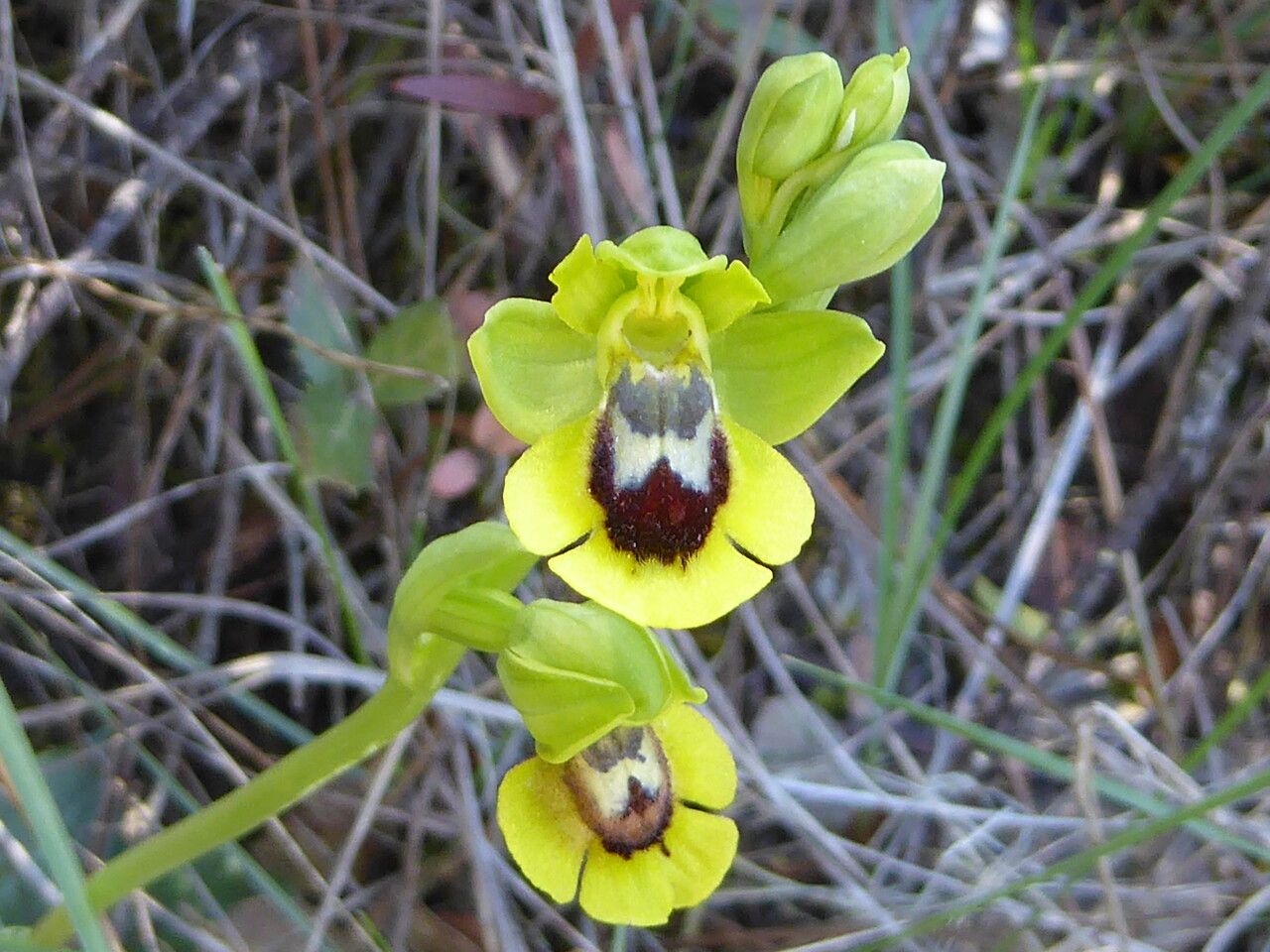 Ophrys lutea flower