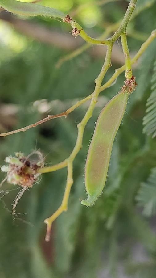 Acacia decurrens fruit