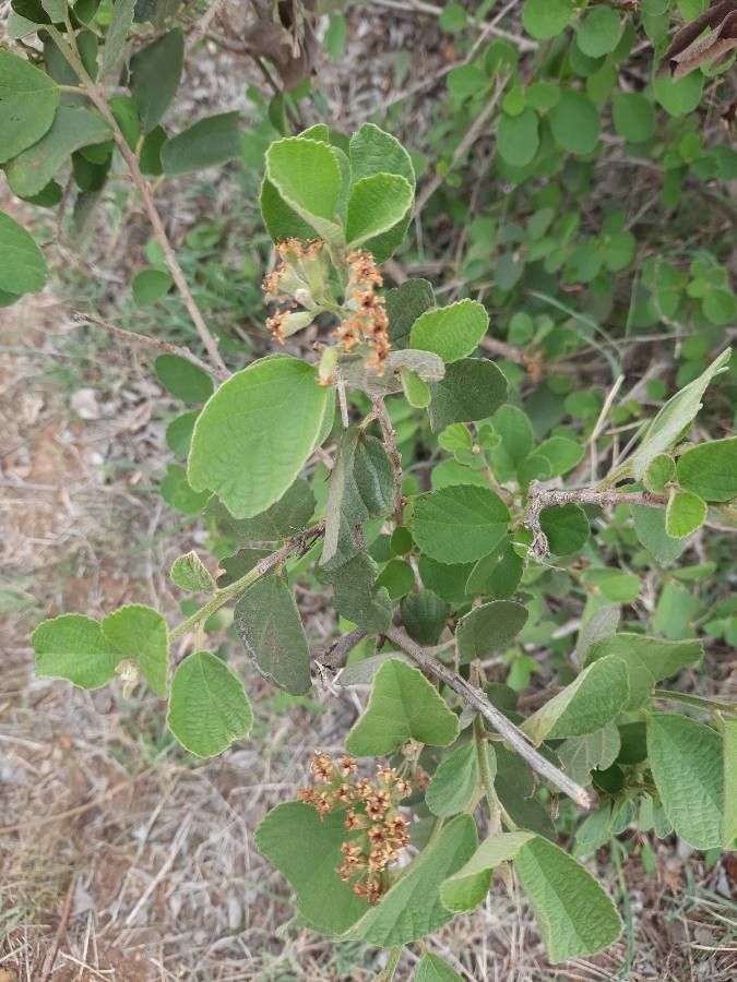 Cordia monoica flower