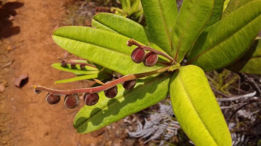 Hibbertia trachyphylla fruit