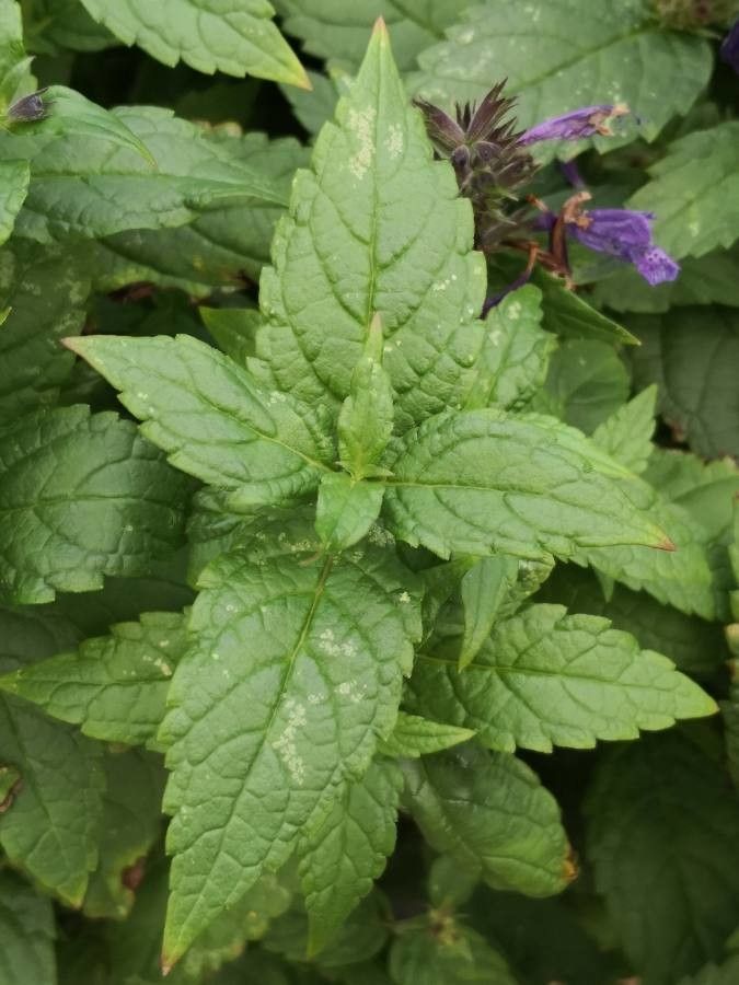 Nepeta nervosa — search result for 'Pakistan'