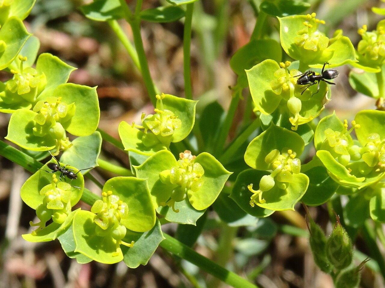 Euphorbia seguieriana flower