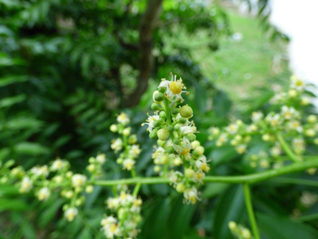 Spondias cytherea flower
