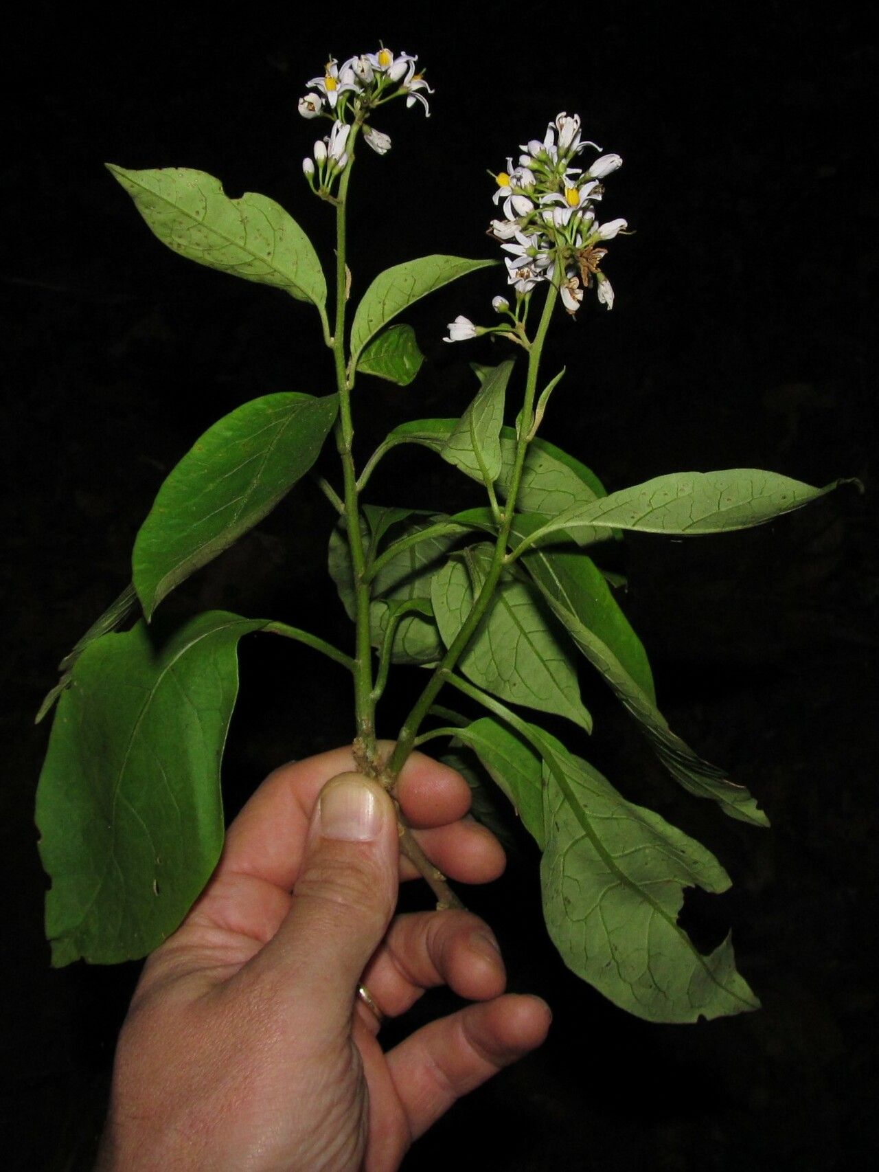 Solanum terminale habit