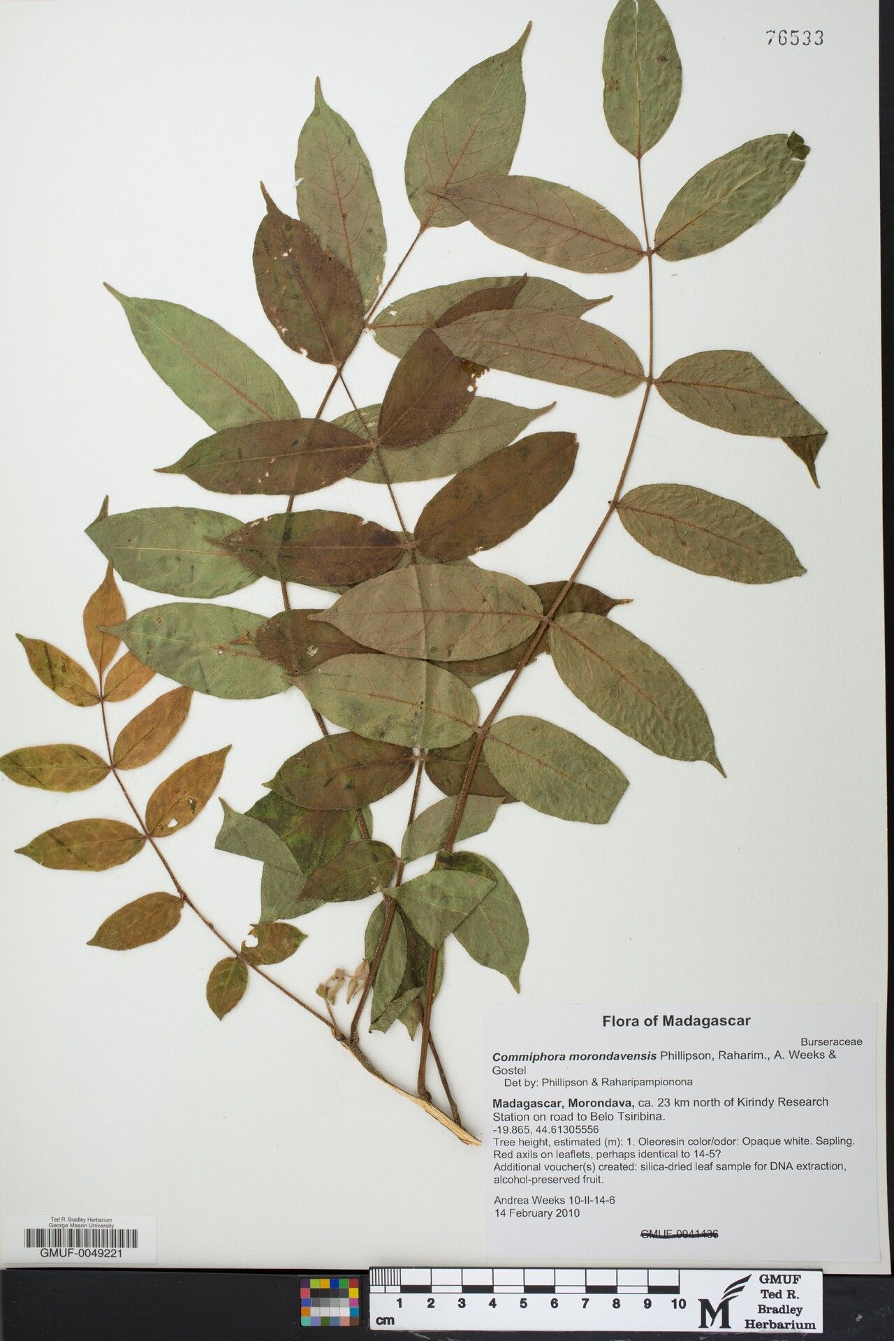 Commiphora morondavensis — houseplant care guide