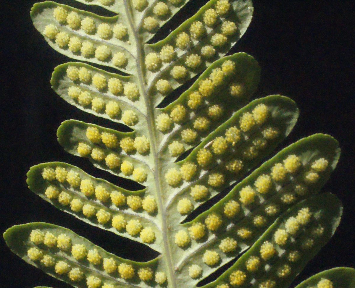 Polypodium x mantoniae leaf