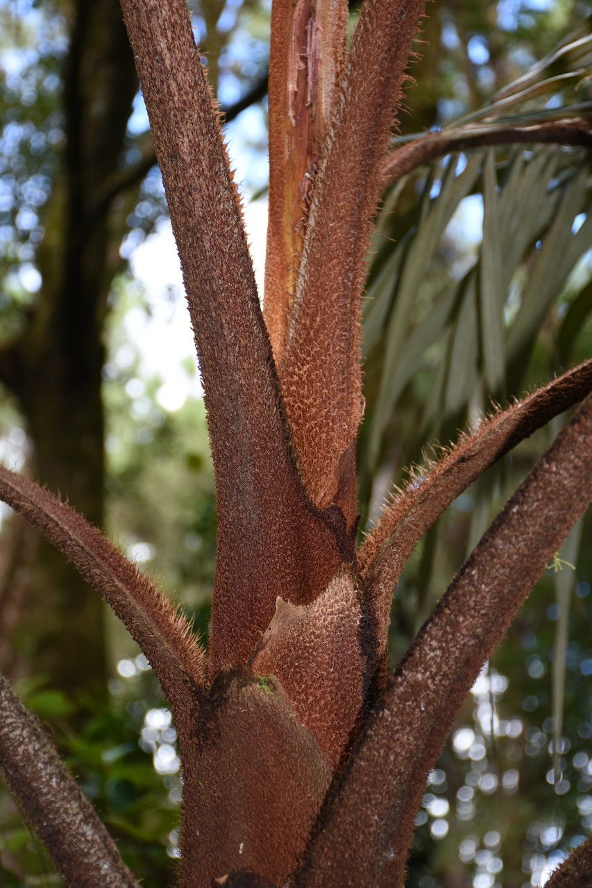 Tectiphiala ferox bark