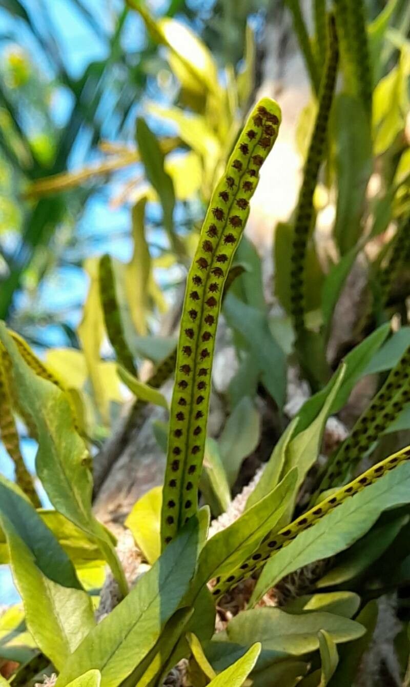 Microgramma mortoniana fruit