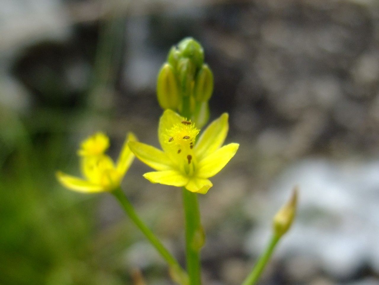Bulbine annua — related species from the same genus