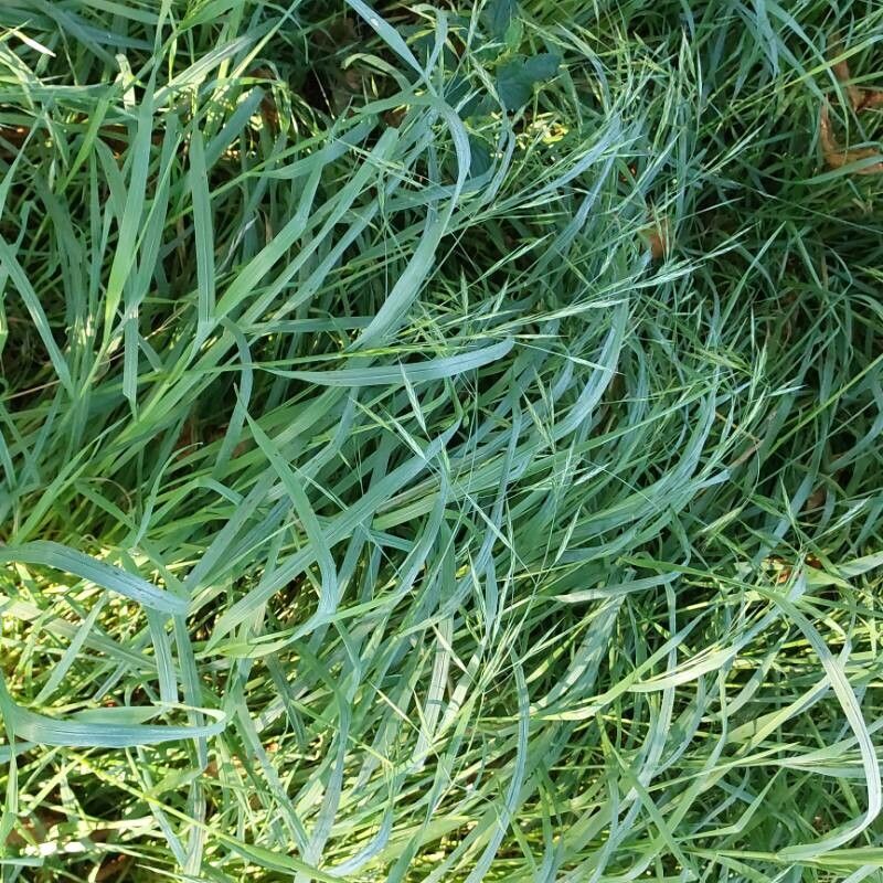 Ceratochloa carinata leaf