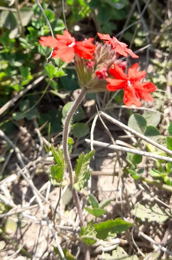 Glandularia tweedieana habit