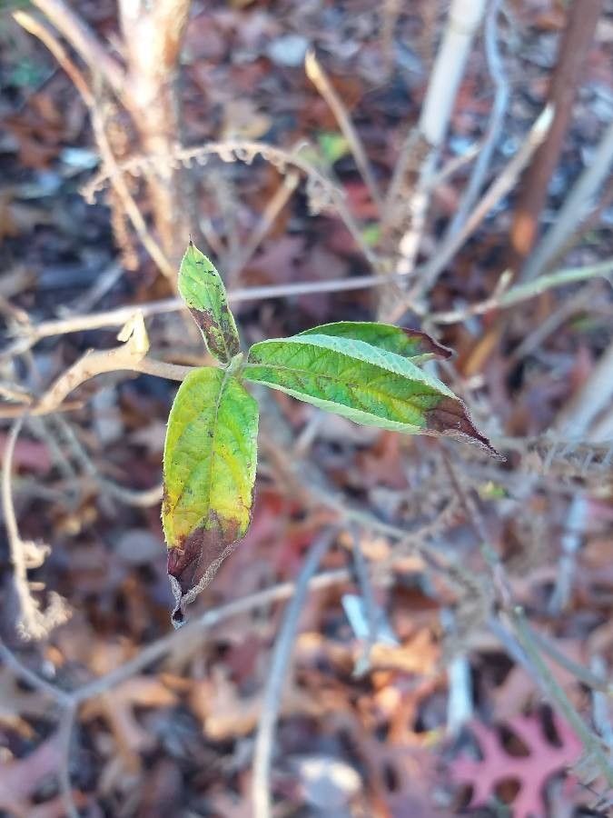 Clethra acuminata