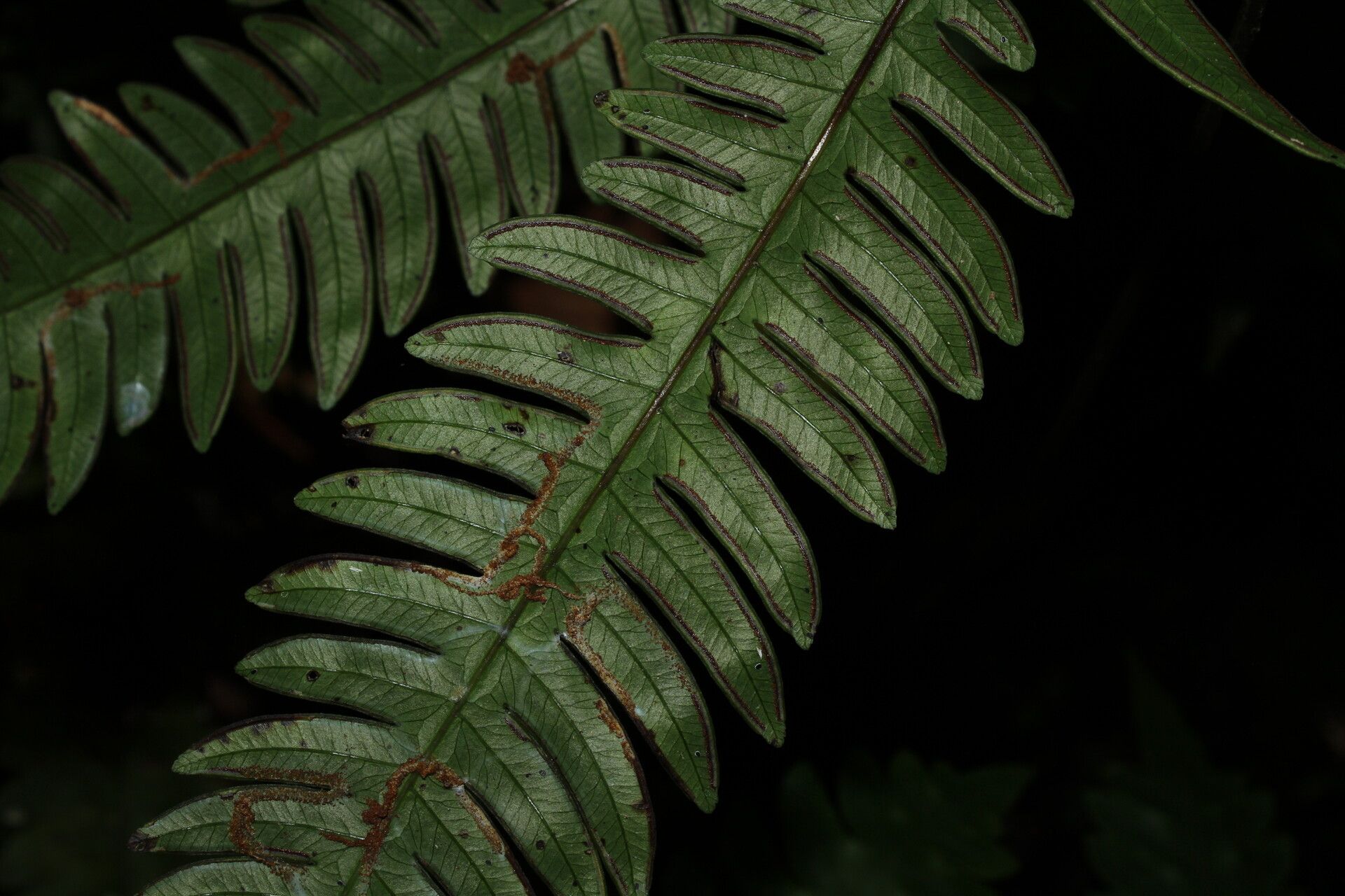 Pteris burtonii leaf
