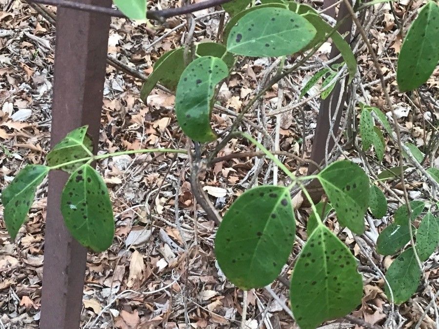 Holboellia coriacea leaf