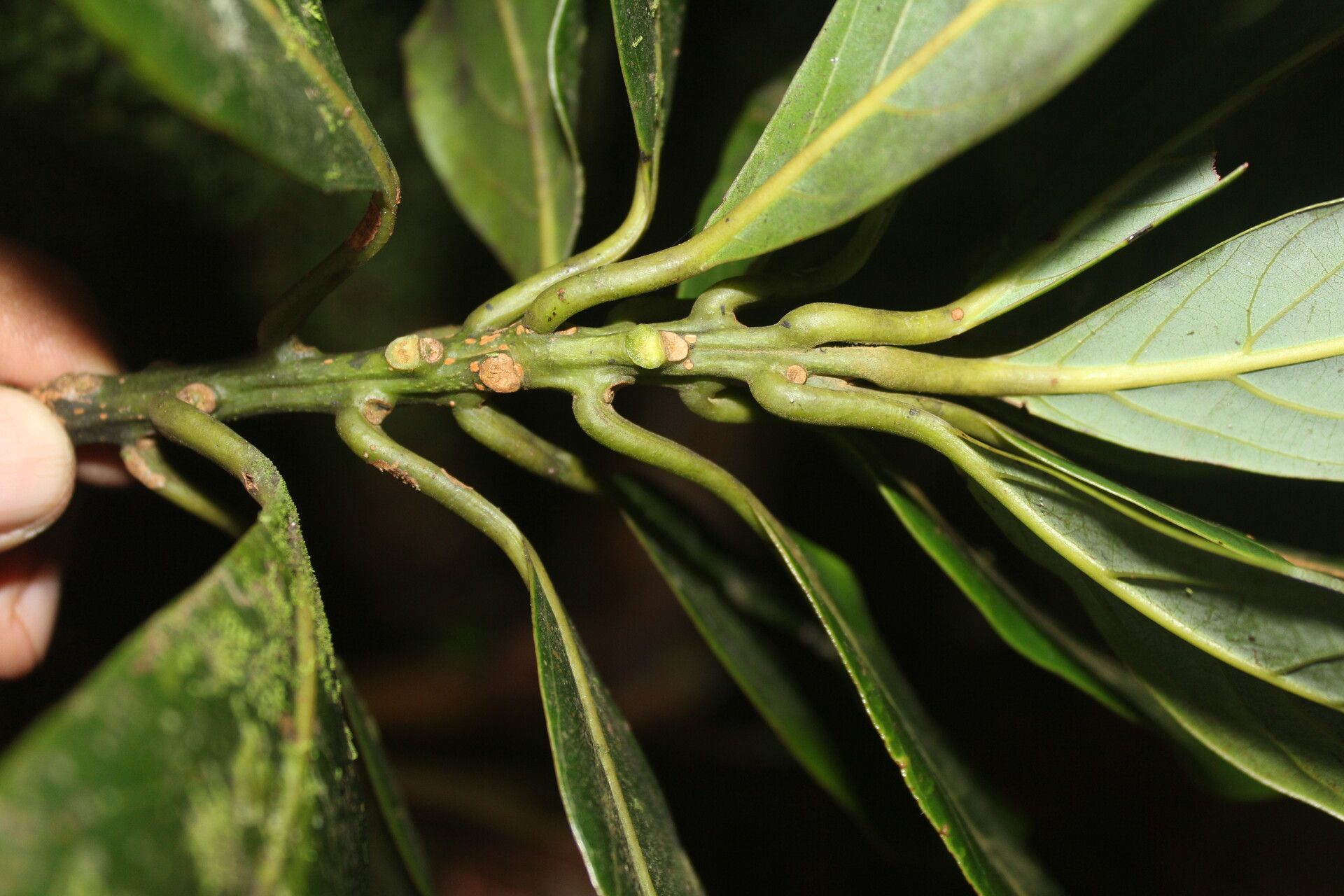 Beilschmiedia tilaranensis leaf