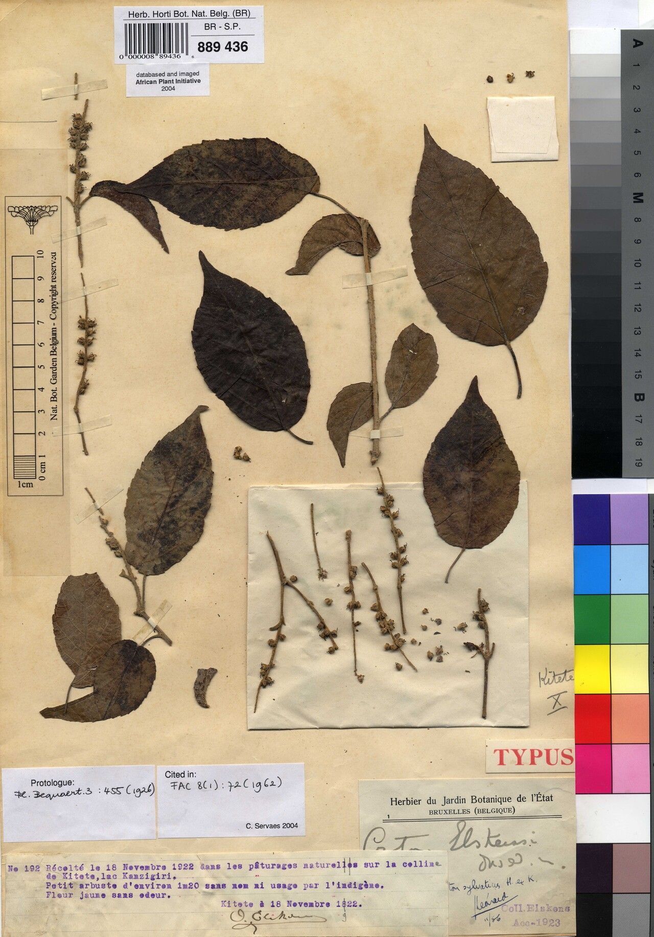 Croton elskensii — houseplant care guide