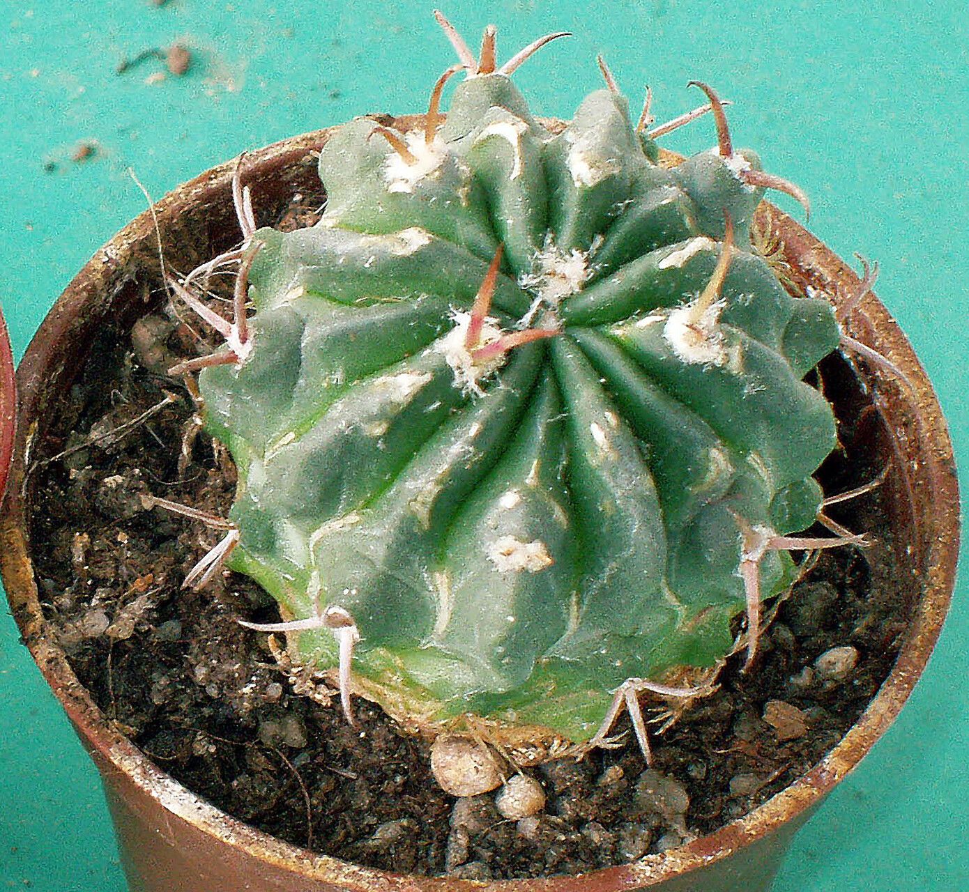 Echinocactus texensis
