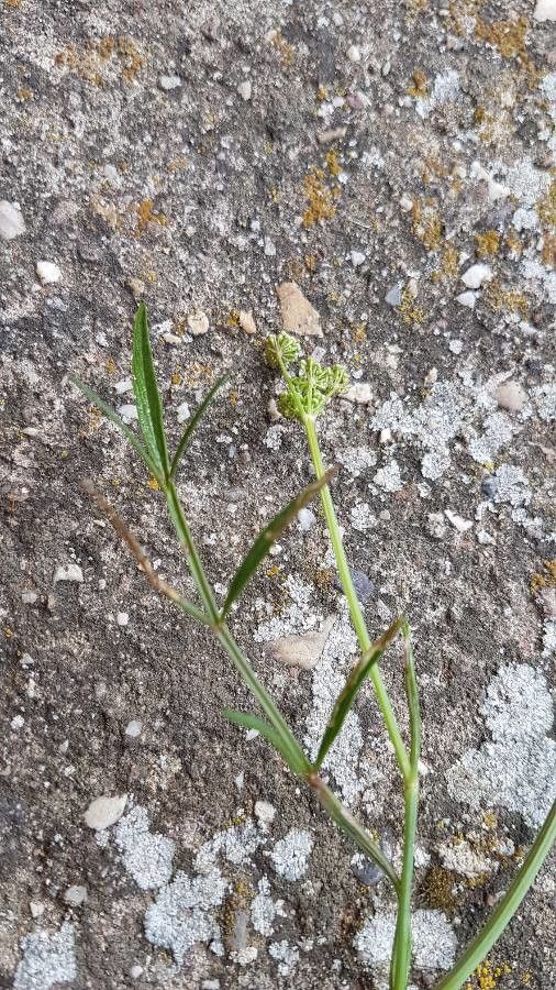 Peucedanum lancifolium — houseplant care guide