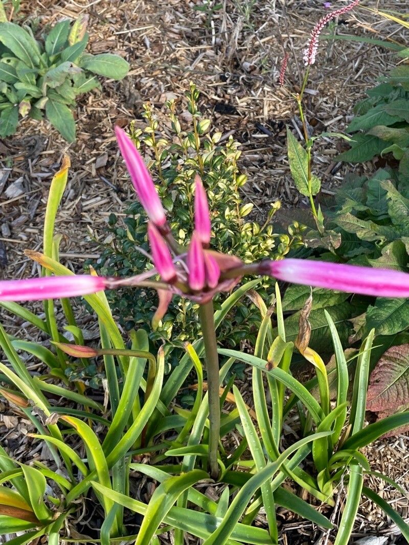 Nerine bowdenii leaf