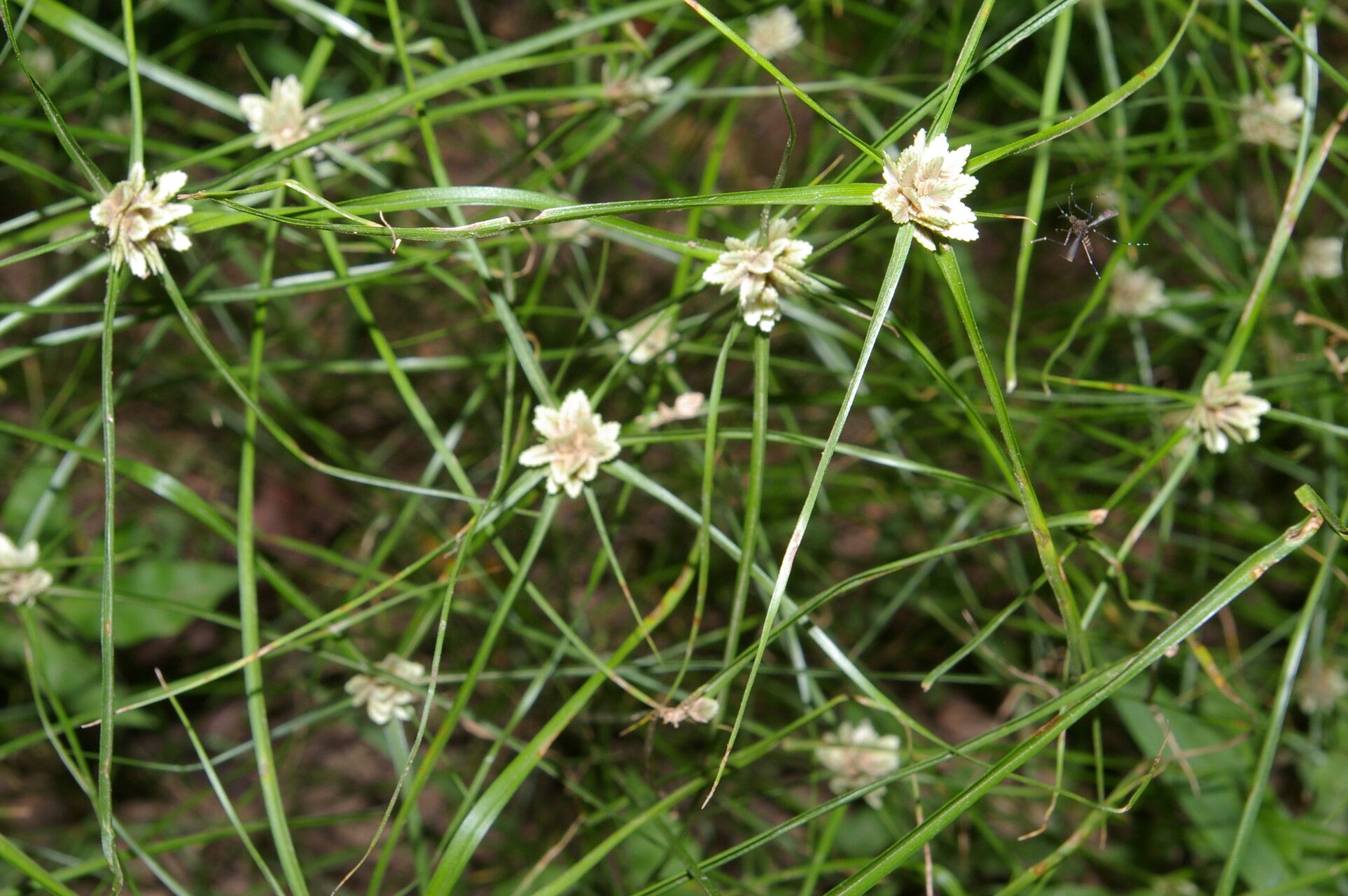Cyperus tenerrimus — search result for 'Cyperus'