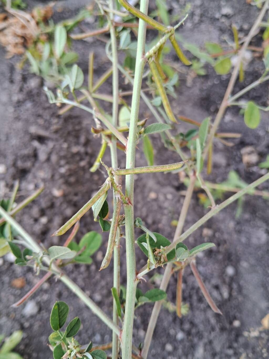 Indigofera trita fruit