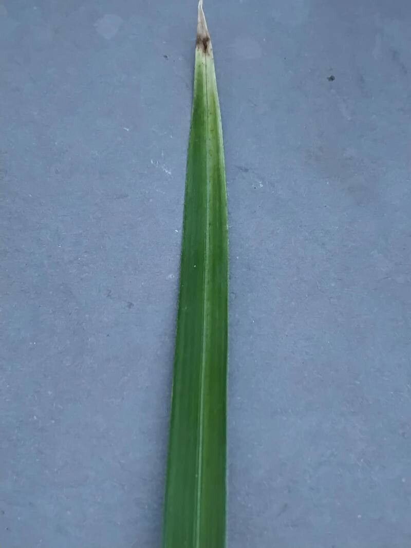 Cyperus aethiops leaf