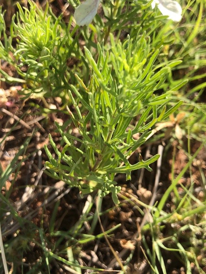 Teucrium laciniatum — search result for 'Teucrium'