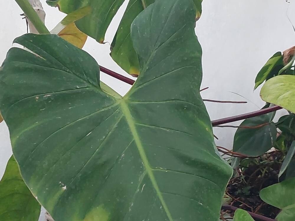 Philodendron sparreorum leaf