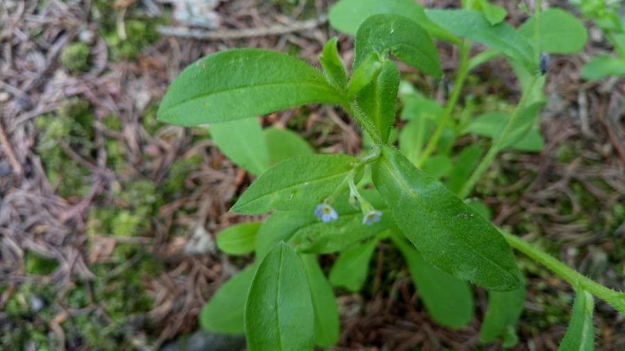 Myosotis speluncicola flower