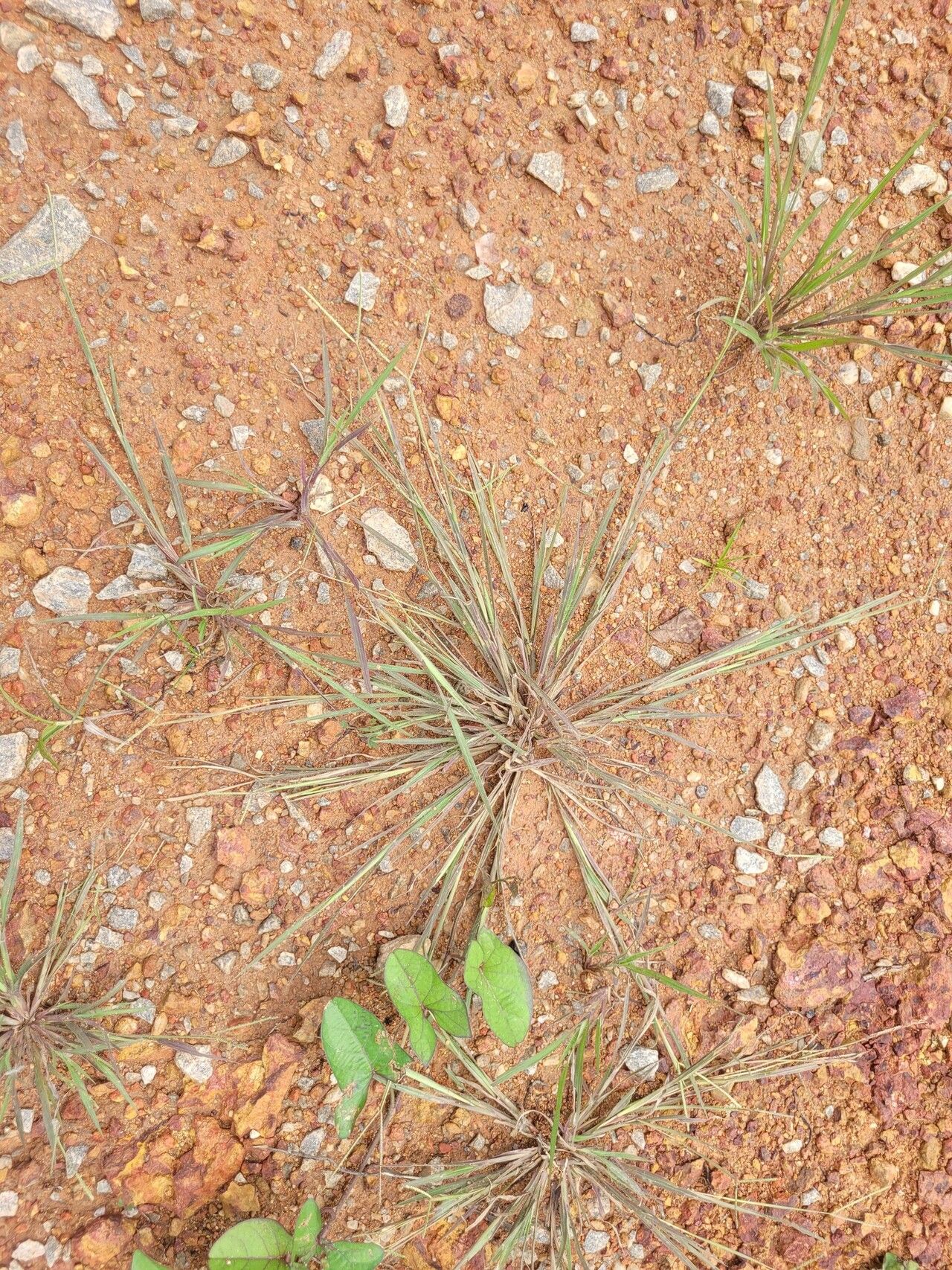 Paspalum multicaule leaf