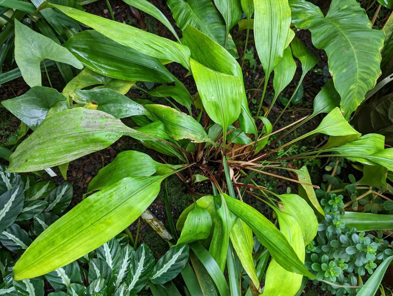 Pitcairnia sprucei habit