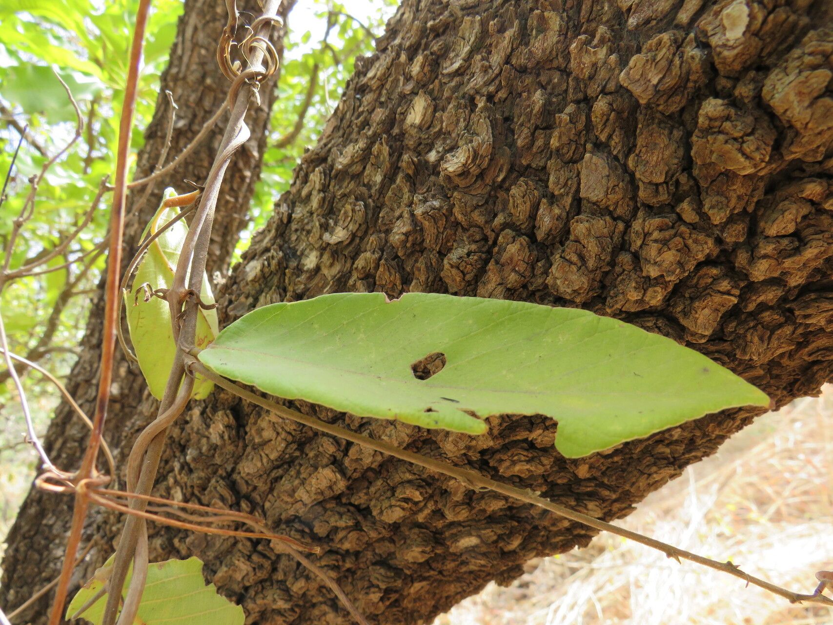 Bridelia scleroneura leaf