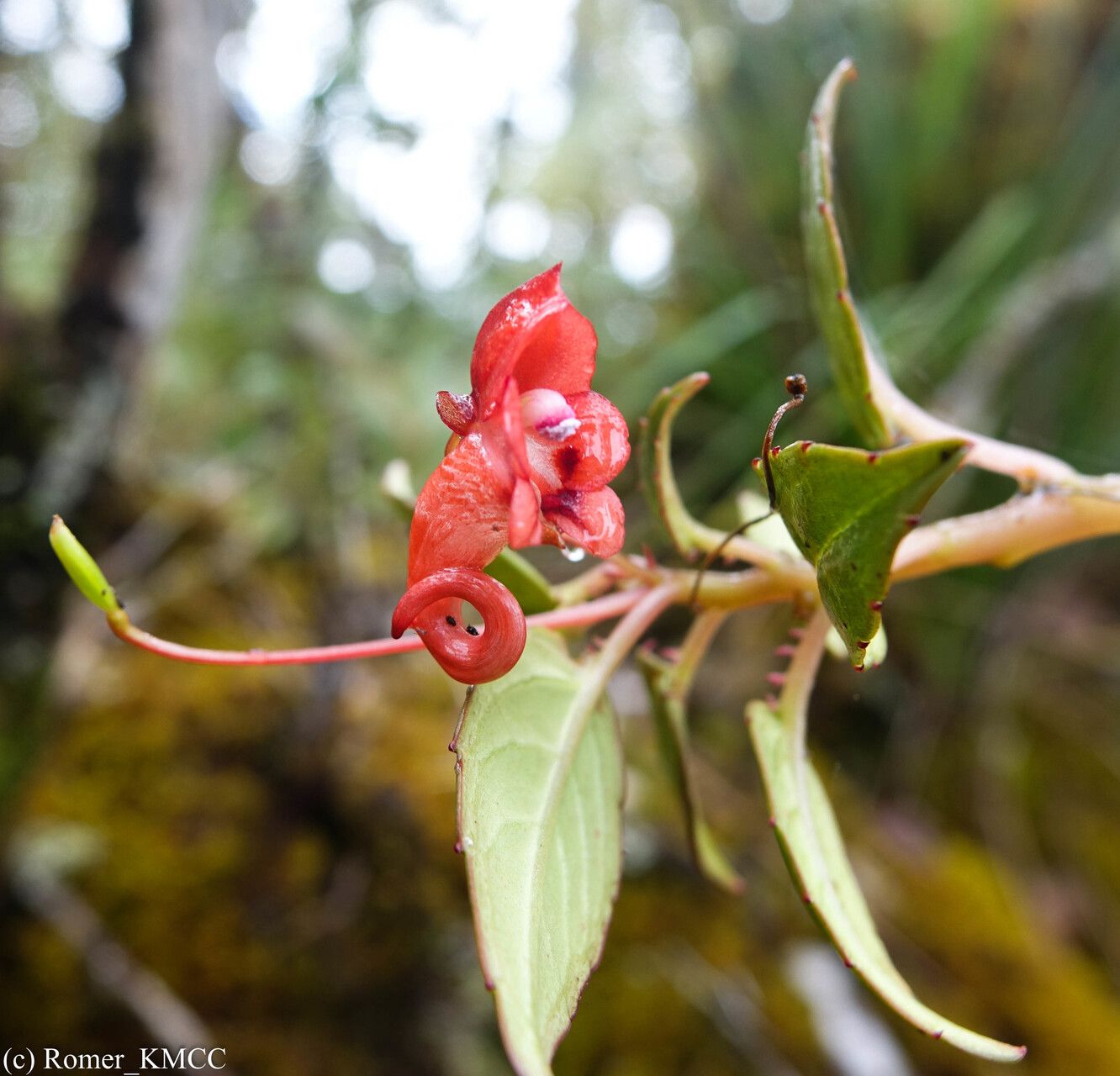 Impatiens renae flower
