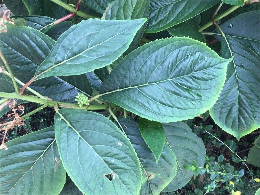 Dichroa febrifuga leaf