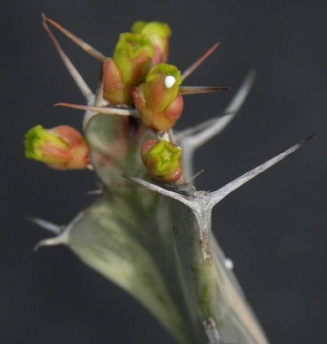 Euphorbia pseudoburuana — houseplant care guide