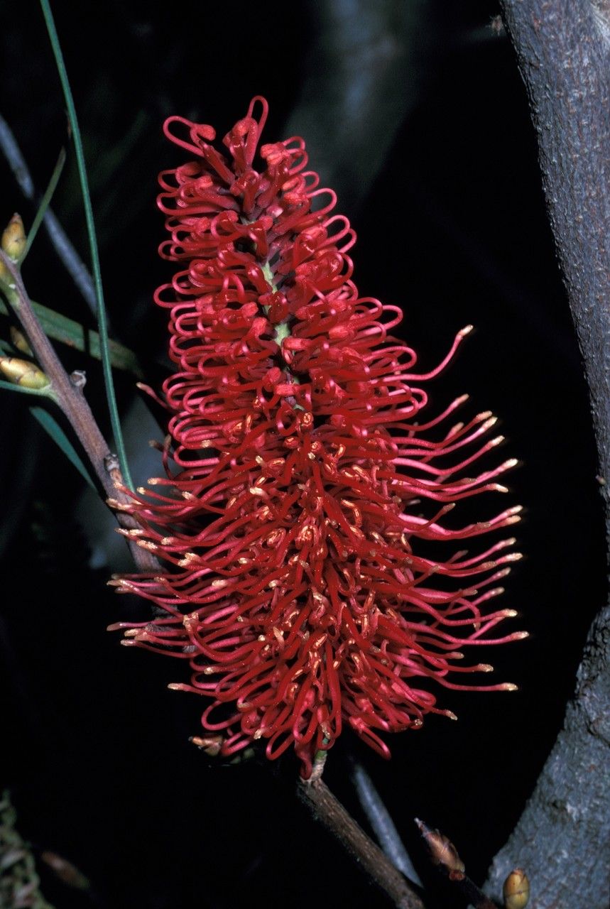 Hakea bucculenta — related species from the same genus