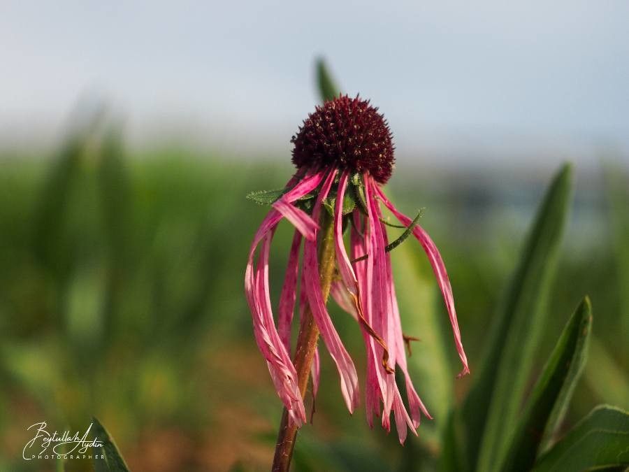 Echinacea pallida flower