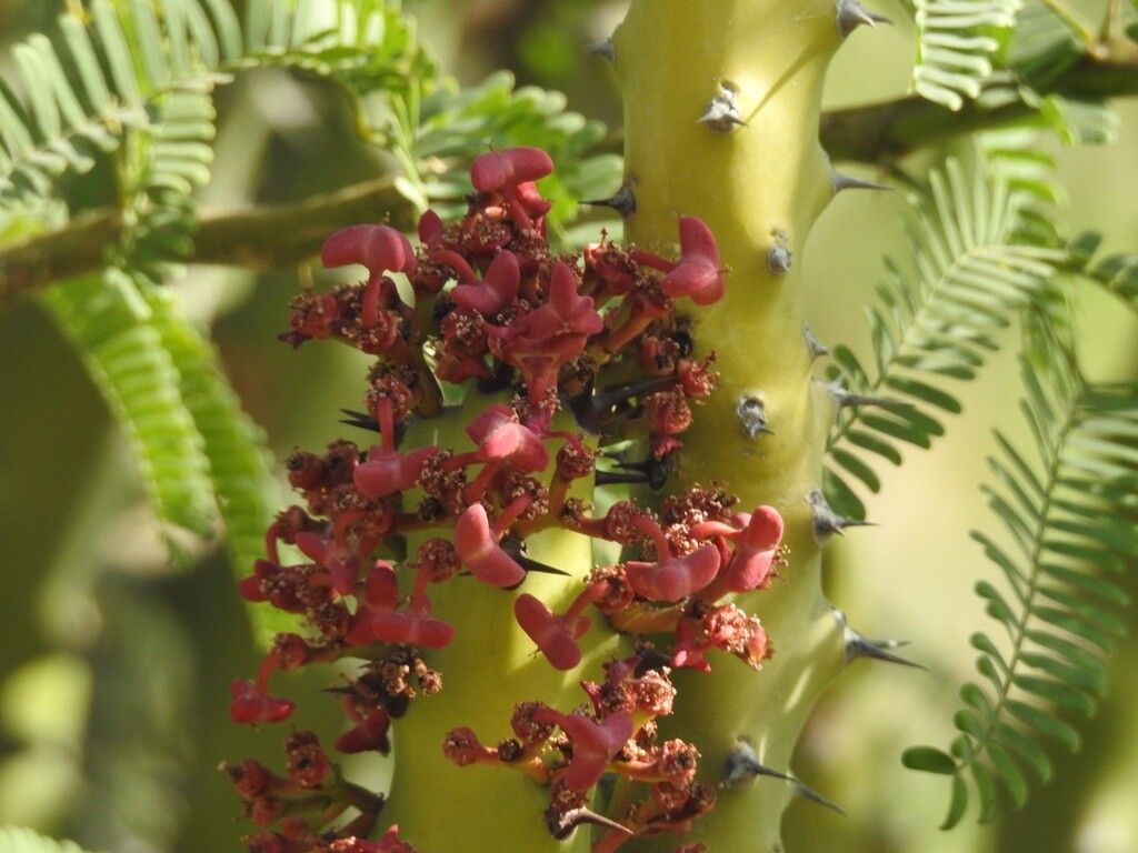 Euphorbia caducifolia flower