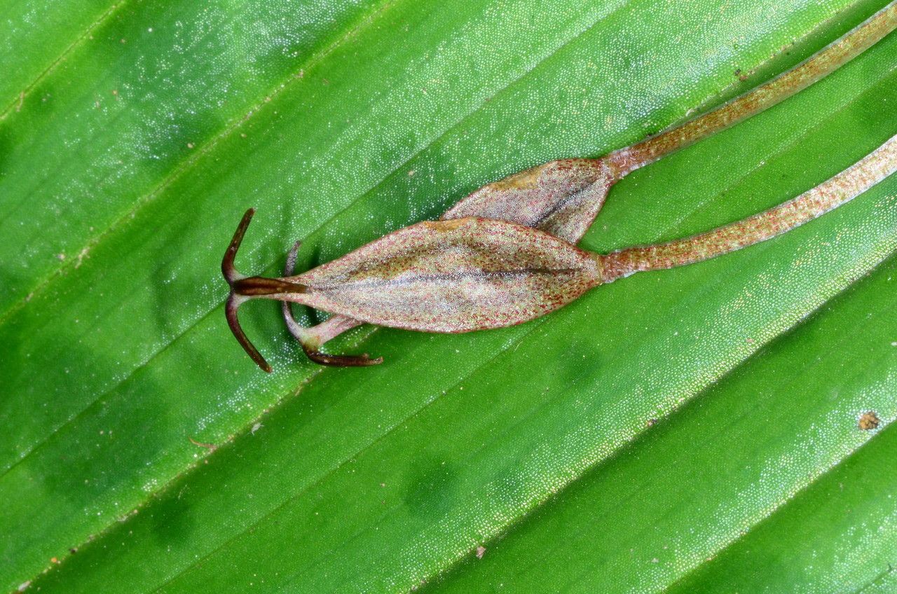 Scoliopus bigelovii fruit