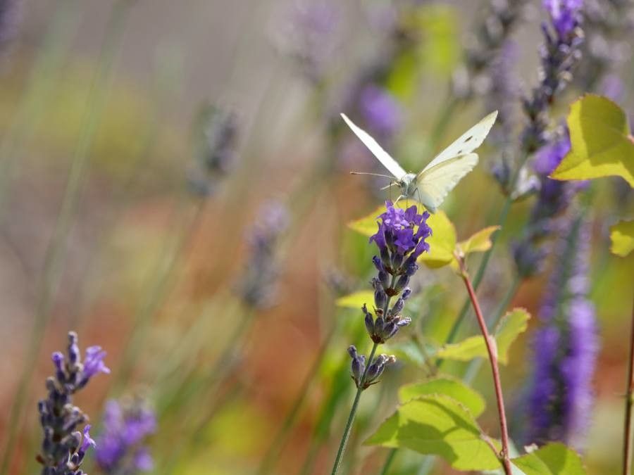 Lavandula latifolia flower