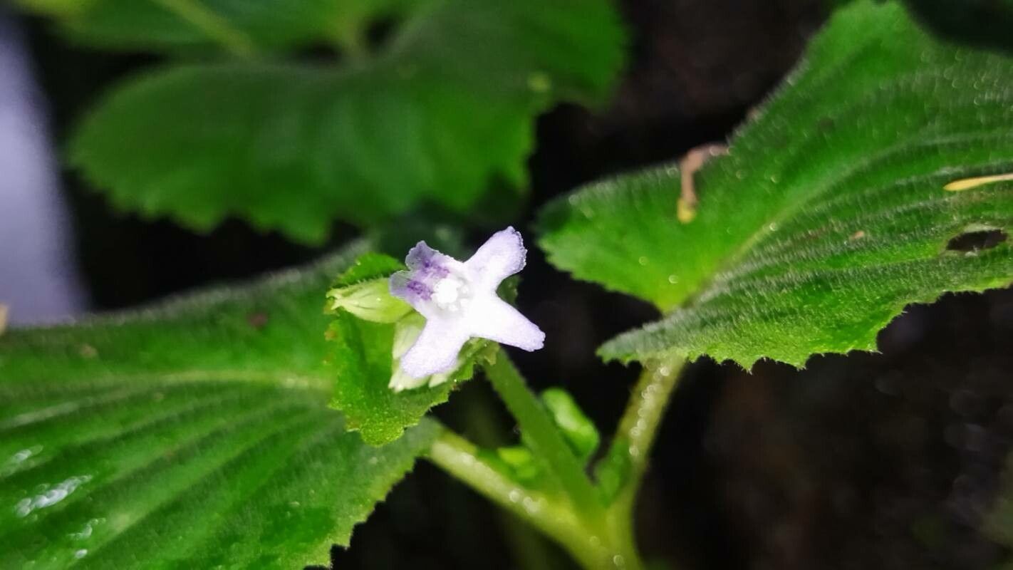 Epithema carnosum flower
