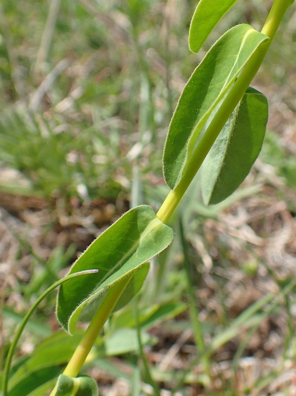 Euphorbia verrucosa habit