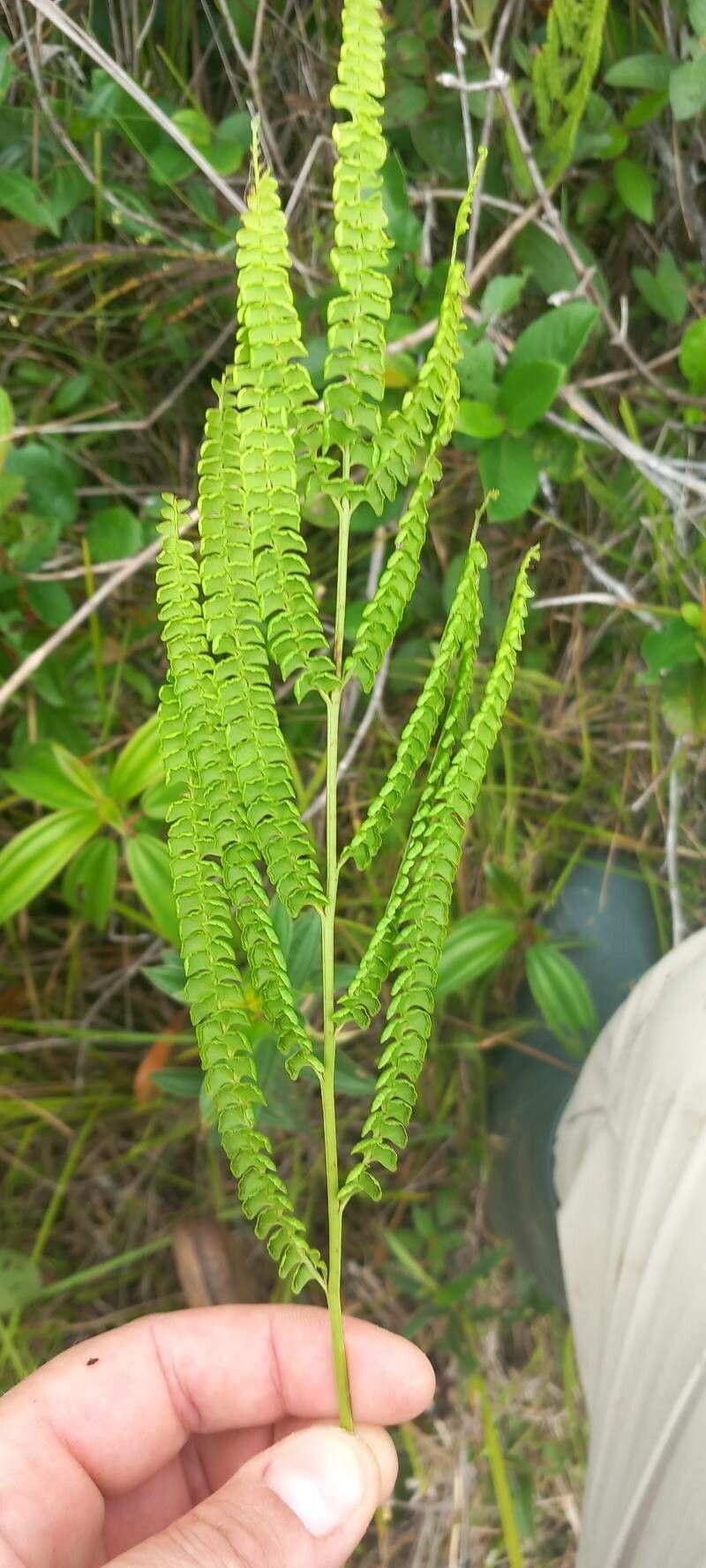 Lindsaea stricta leaf