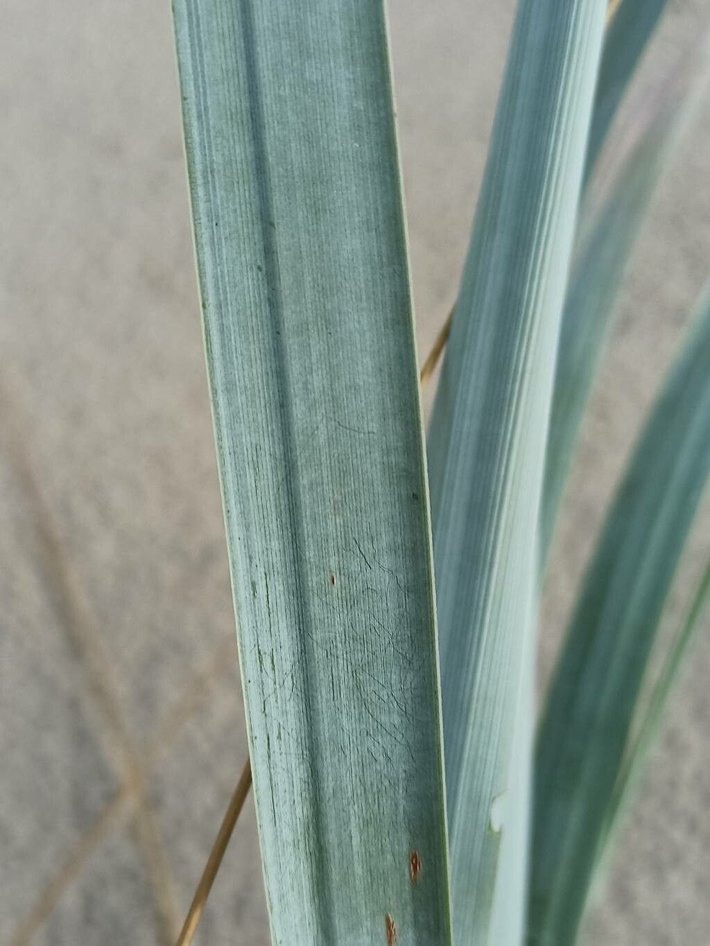 Leymus racemosus leaf