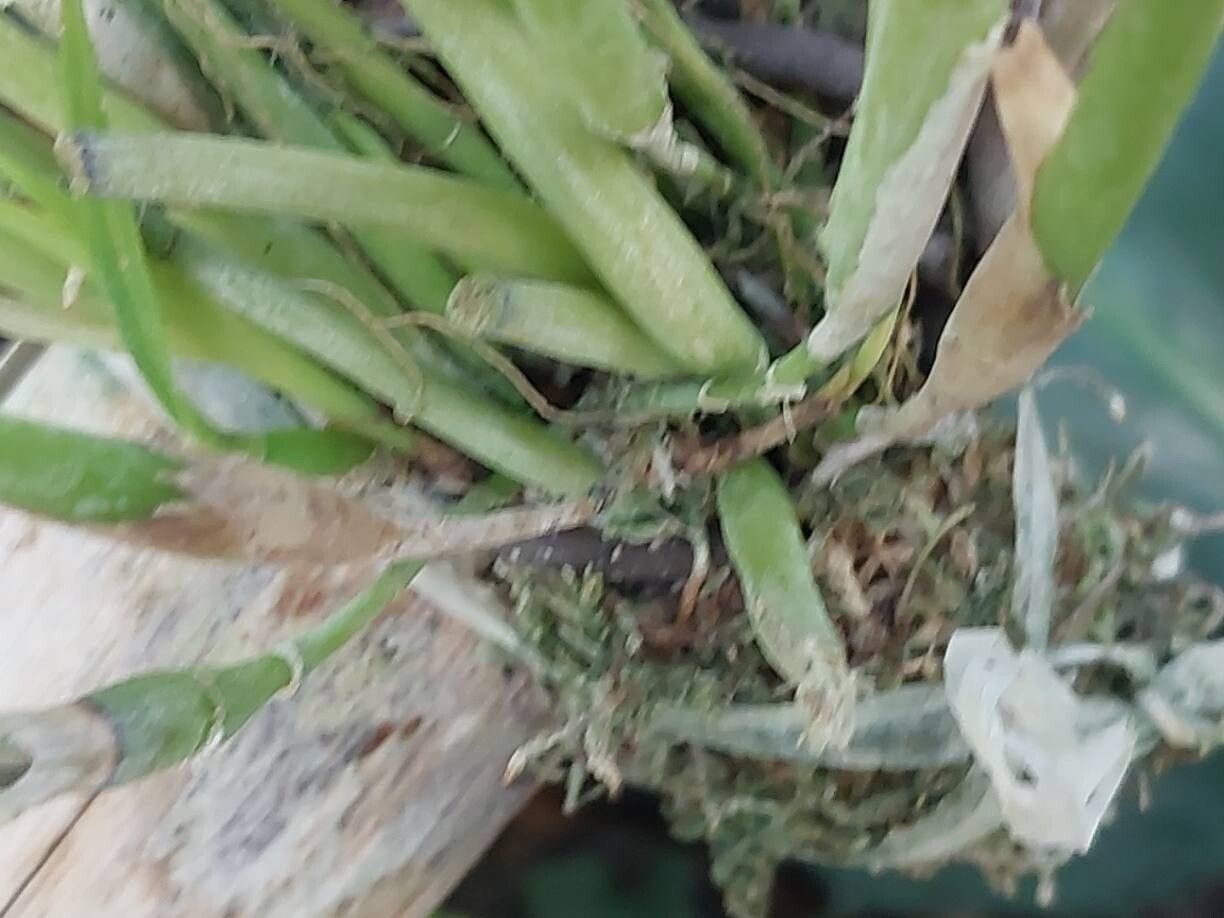 Scaphyglottis fasciculata bark