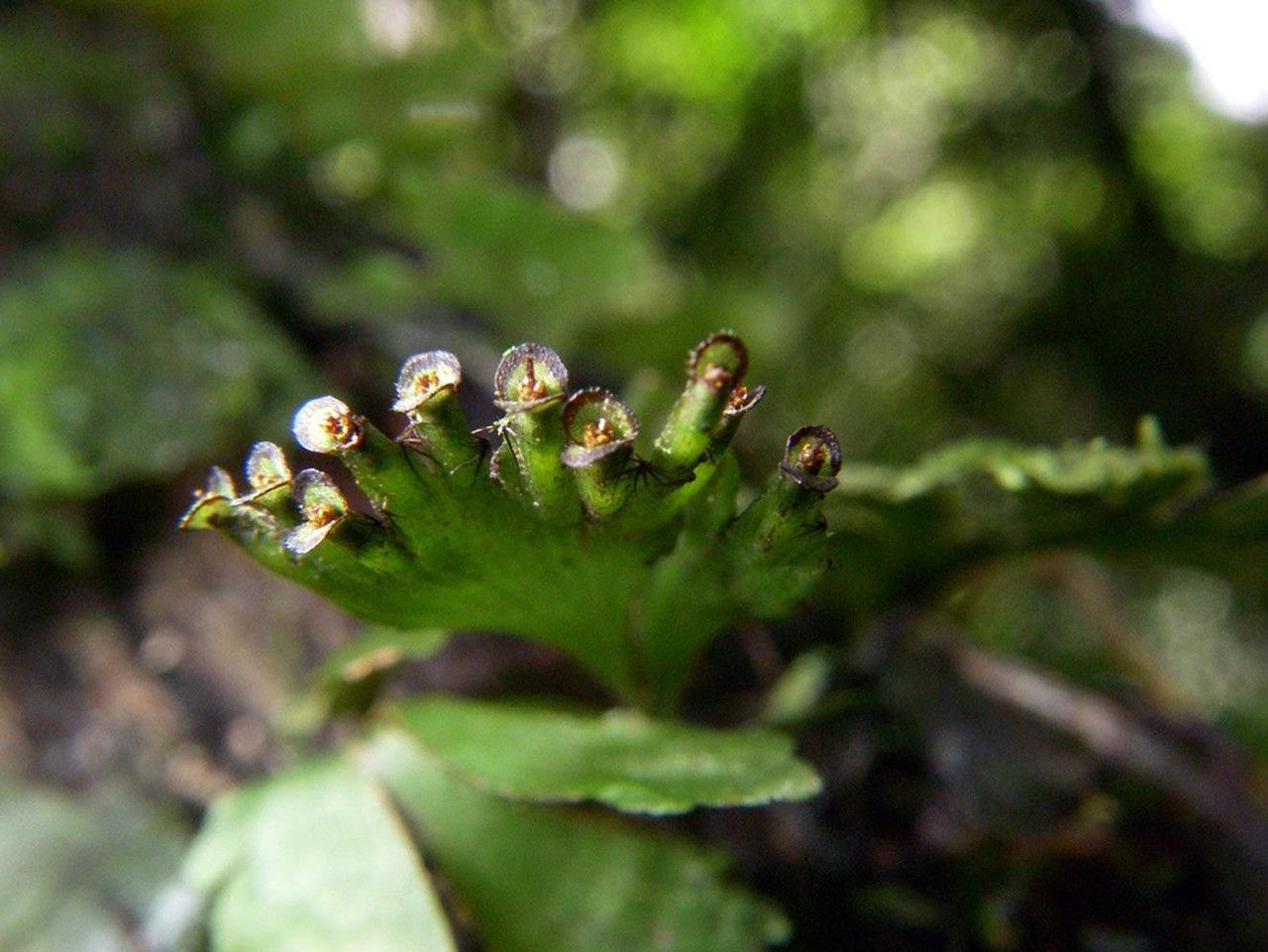 Trichomanes curtii flower