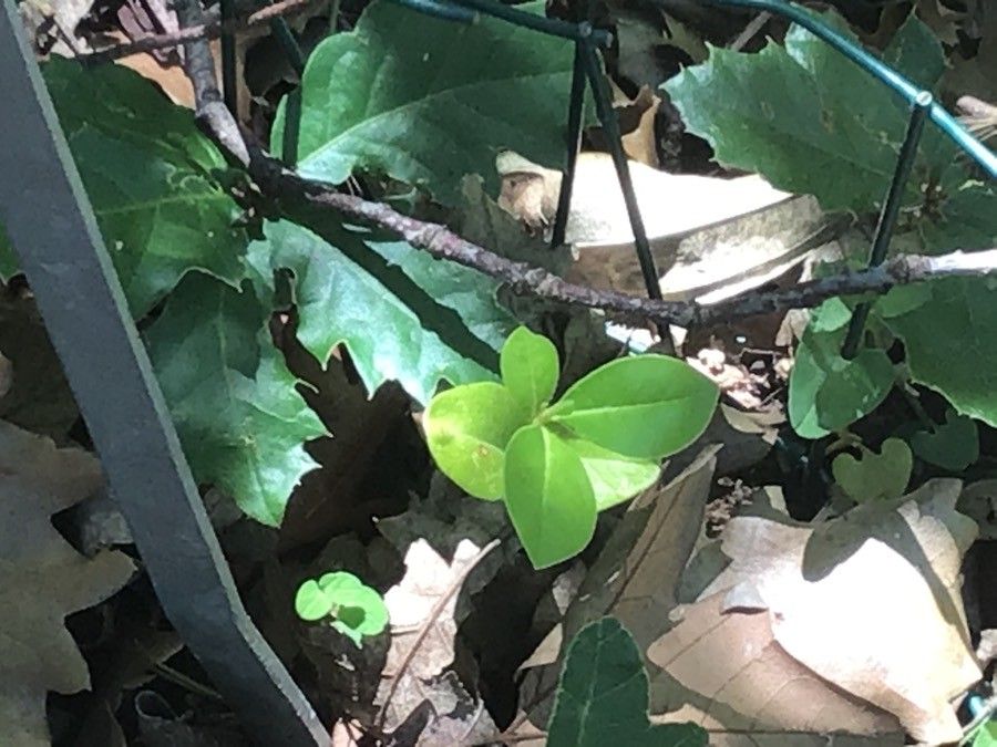 Aristolochia fontanesii — search result for 'Aristolochia'