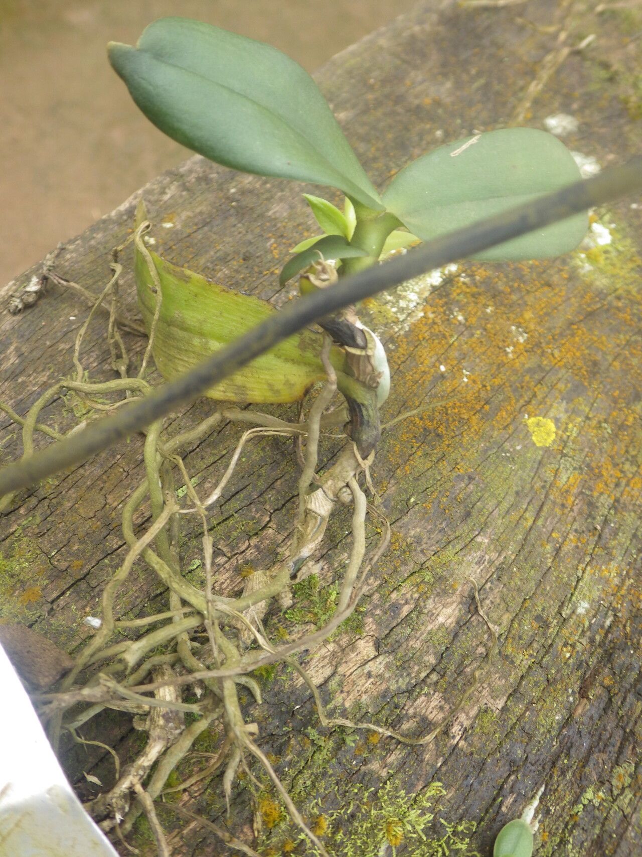Angraecum multinominatum leaf